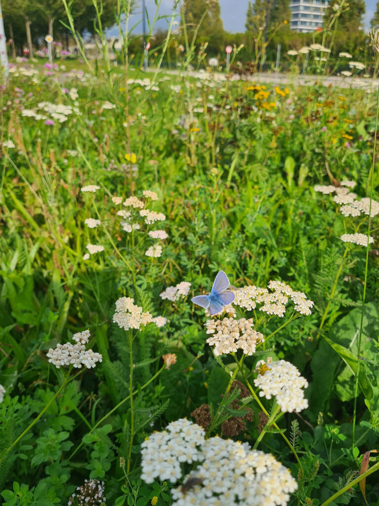 Vlinder in tuinontwerp GardenTales