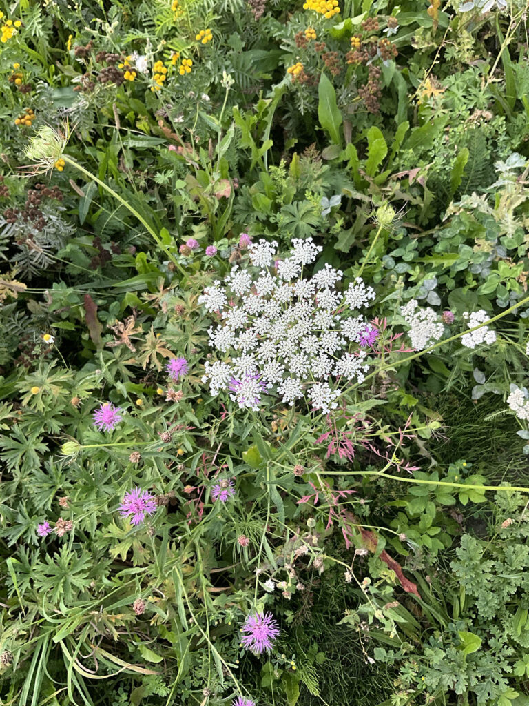 Closeup rotonde Bols Tandartsen